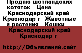 Продаю шотландских котяток › Цена ­ 4 000 - Краснодарский край, Краснодар г. Животные и растения » Кошки   . Краснодарский край,Краснодар г.